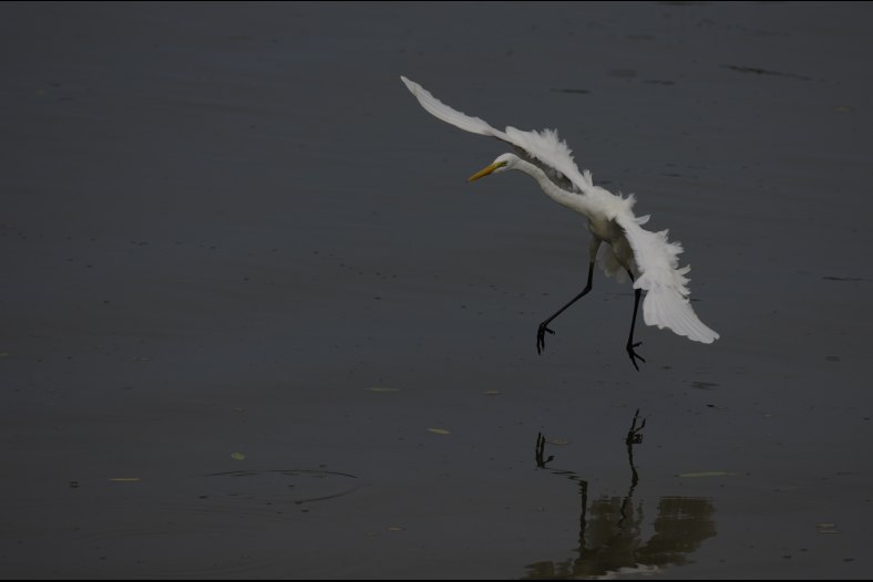 Great Egret